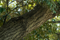 Castanopsis sieboldii