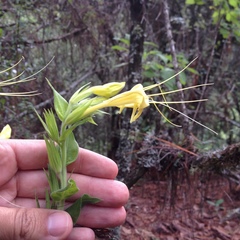 Lithospermum exsertum