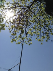 Fraxinus pennsylvanica