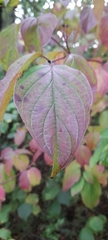 Cornus sanguinea