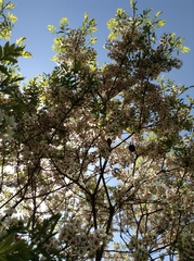 Xanthoceras sorbifolium