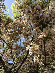 Xanthoceras sorbifolium