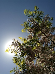 Xanthoceras sorbifolium