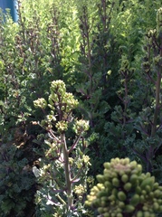 Brassica oleracea acephala