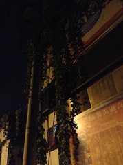 Parthenocissus tricuspidata
