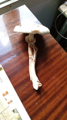 Chlorophyllum rhacodes