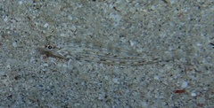 Istigobius