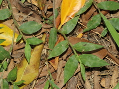 Oplismenus compositus