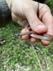 Aparallactus capensis