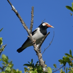 Gracupica floweri