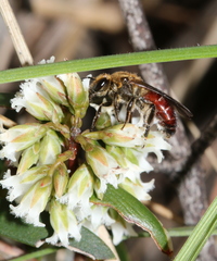 Parasphecodes