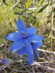Thelymitra crinita