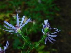 Symphyotrichum phlogifolium