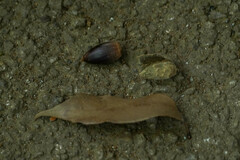 Castanopsis sieboldii