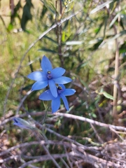 Thelymitra crinita