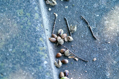 Castanopsis sieboldii