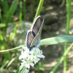 Polyommatus amandus