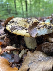 Russula ochroleuca