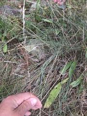 Puccinellia maritima