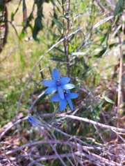 Thelymitra crinita