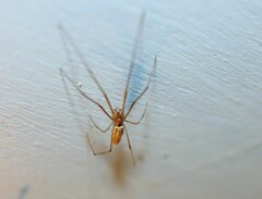 Tetragnatha
