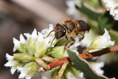 Parasphecodes
