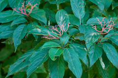 Cornus macrophylla