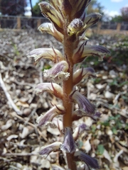 Orobanche minor