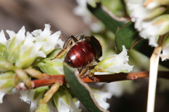 Parasphecodes