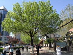 Fraxinus pennsylvanica