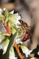 Parasphecodes
