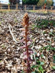 Orobanche minor