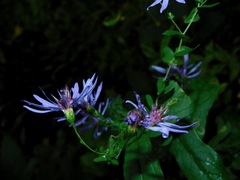 Symphyotrichum phlogifolium