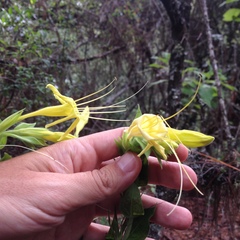 Lithospermum exsertum
