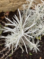 Helichrysum italicum