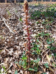 Orobanche minor