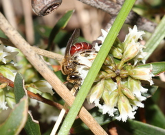 Parasphecodes
