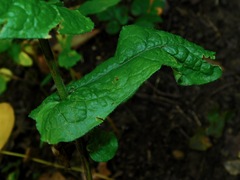 Symphyotrichum phlogifolium