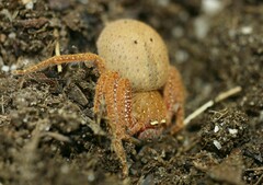 Neosparassus diana