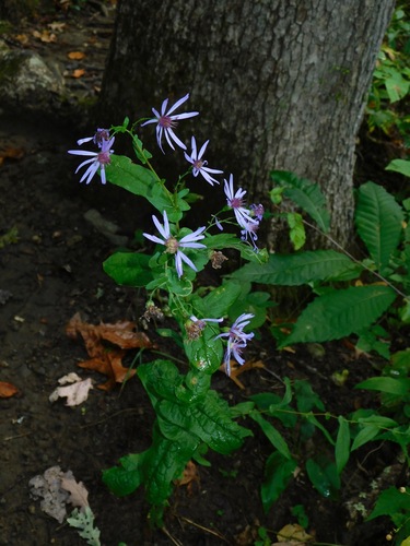 Image of Symphyotrichum phlogifolium by (c) Michael J. Papay, some rights reserved (CC BY)
