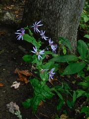 Symphyotrichum phlogifolium