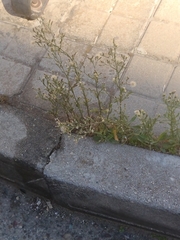 Erigeron canadensis