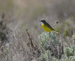 Motacilla flava iberiae
