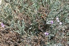 Limoniastrum monopetalum