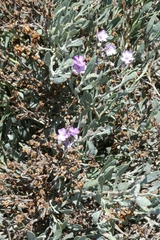 Limoniastrum monopetalum