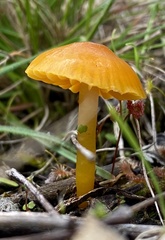 Gliophorus