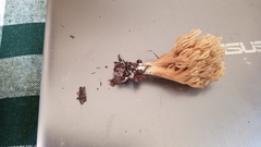 Phaeoclavulina flaccida