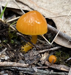 Gliophorus