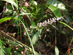 Liriope spicata