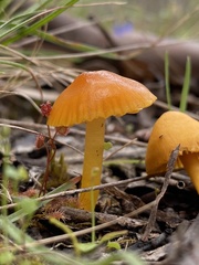 Gliophorus